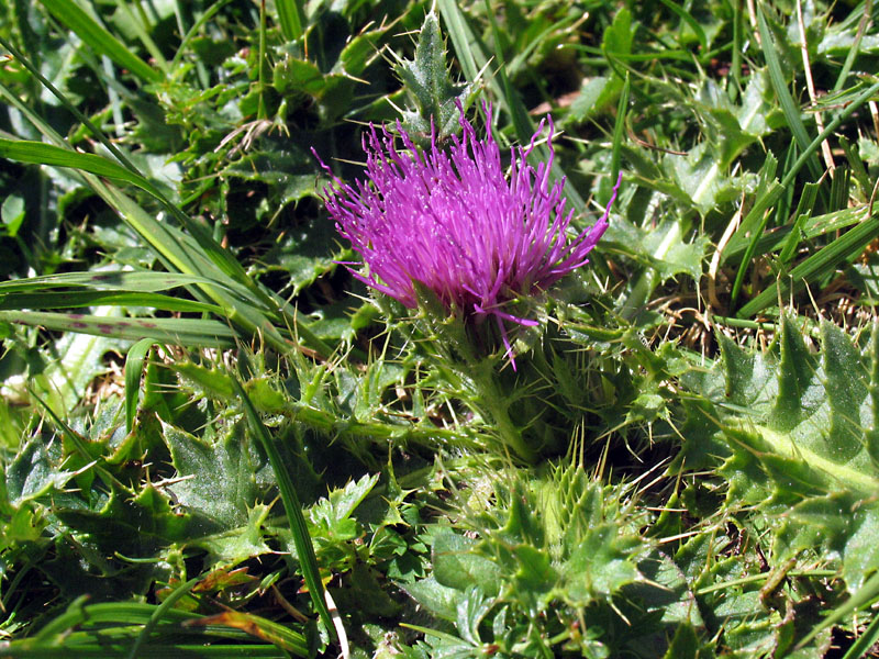 Cirsium acaulon (=acaule)  / Cardo nano